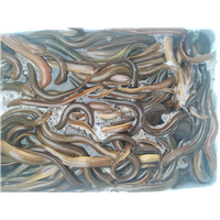 韶关鱼苗 