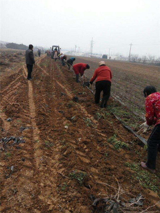 机械起葡萄苗 