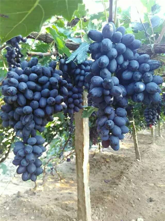 陕西葡萄苗&陕西葡萄苗价格 