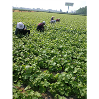 陕西葡萄苗&陕西葡萄苗基地