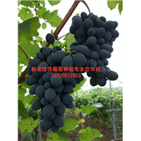 摩尔多瓦 
