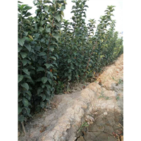 陕西苹果苗&陕西苹果苗价格