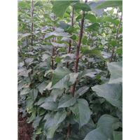 陕西苹果苗&陕西苹果苗价格