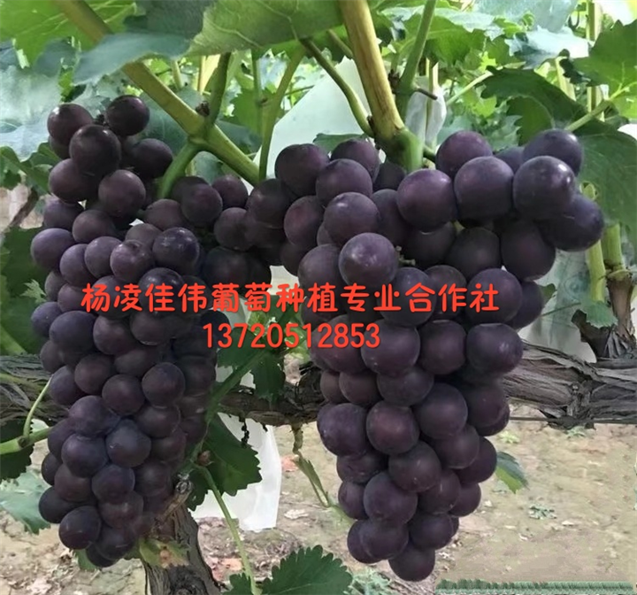 户太8号
