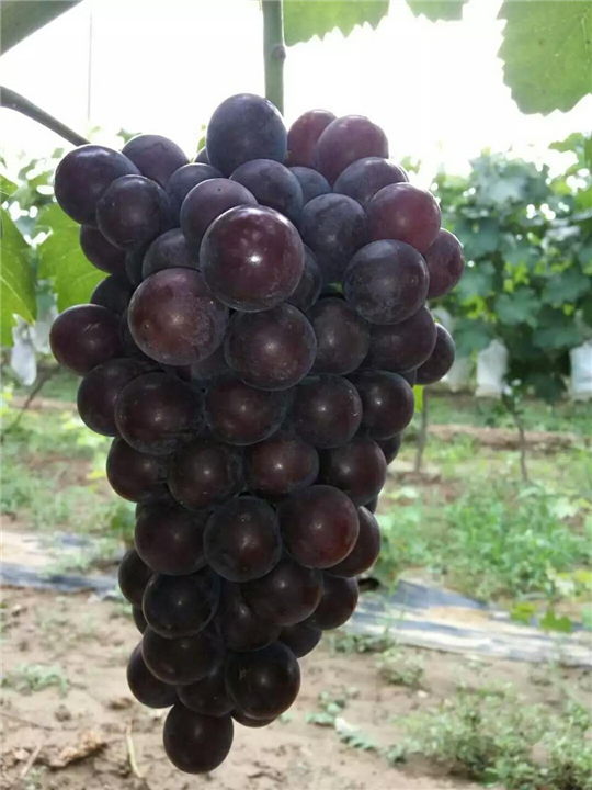 巨峰葡萄 