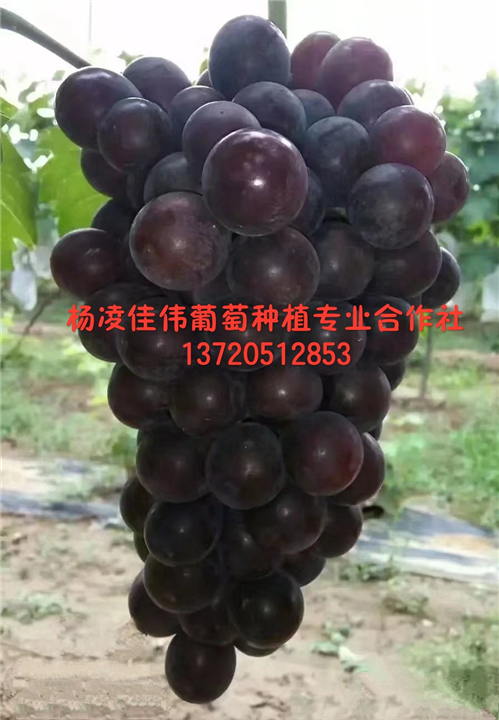 巨玫瑰 