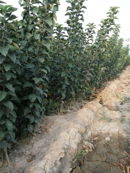 陕西苹果苗&陕西苹果苗价格
