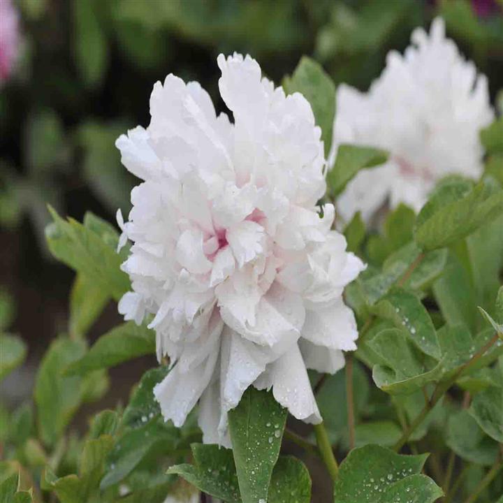 菏泽牡丹 