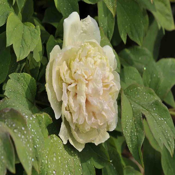菏泽牡丹