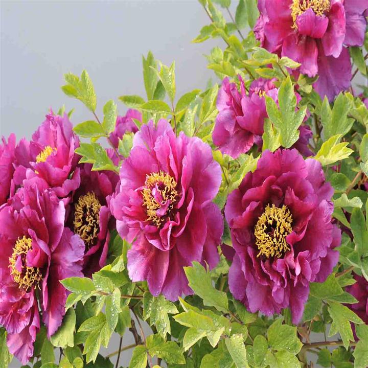 菏泽牡丹