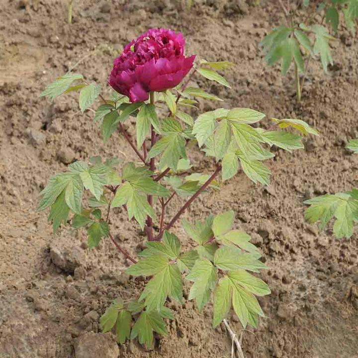 菏泽牡丹 