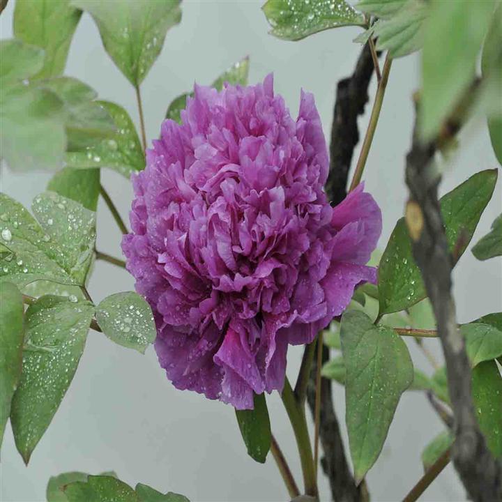 菏泽牡丹