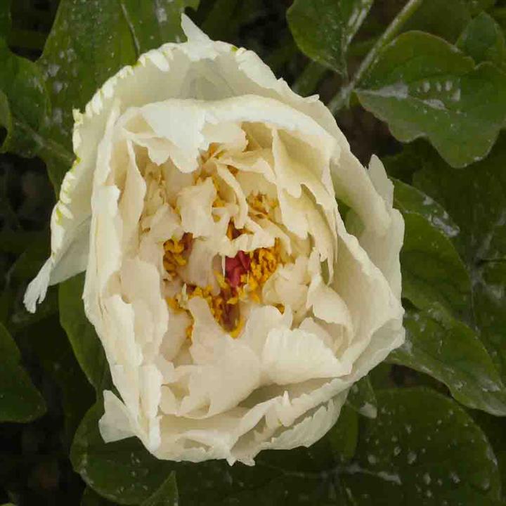 菏泽牡丹