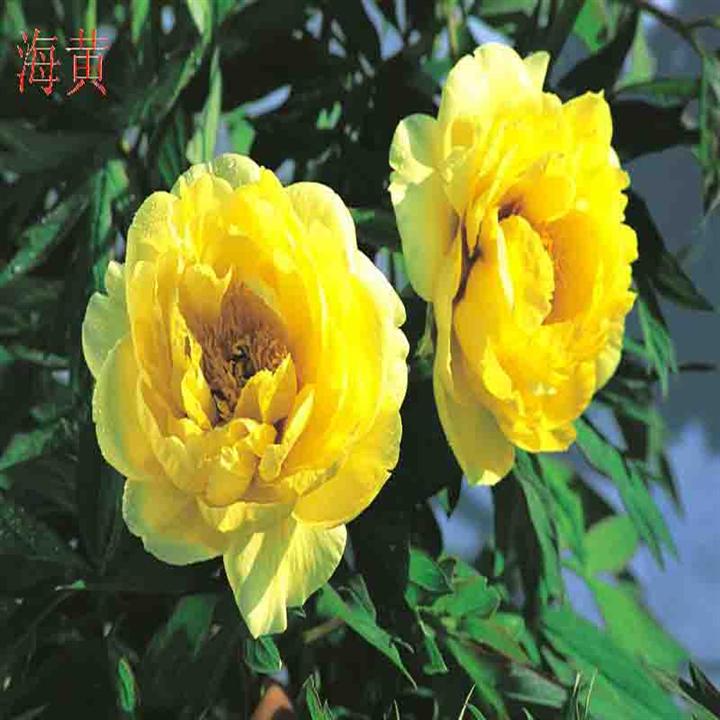油用牡丹