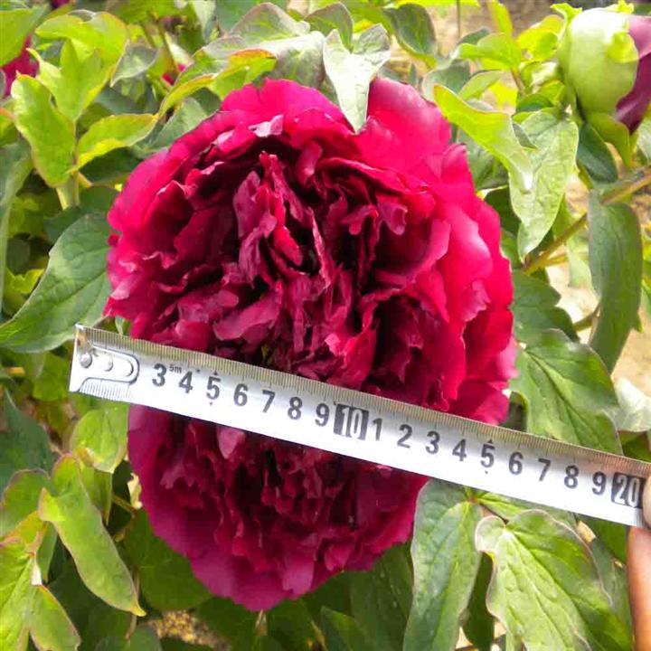 菏泽牡丹
