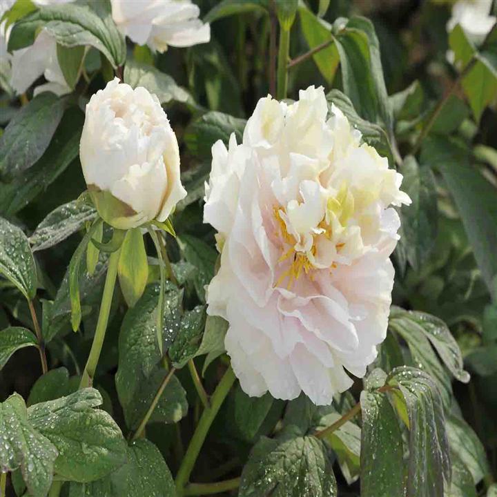 菏泽牡丹 