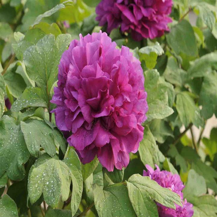 菏泽牡丹