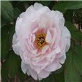 菏泽牡丹 
