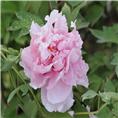 菏泽牡丹 