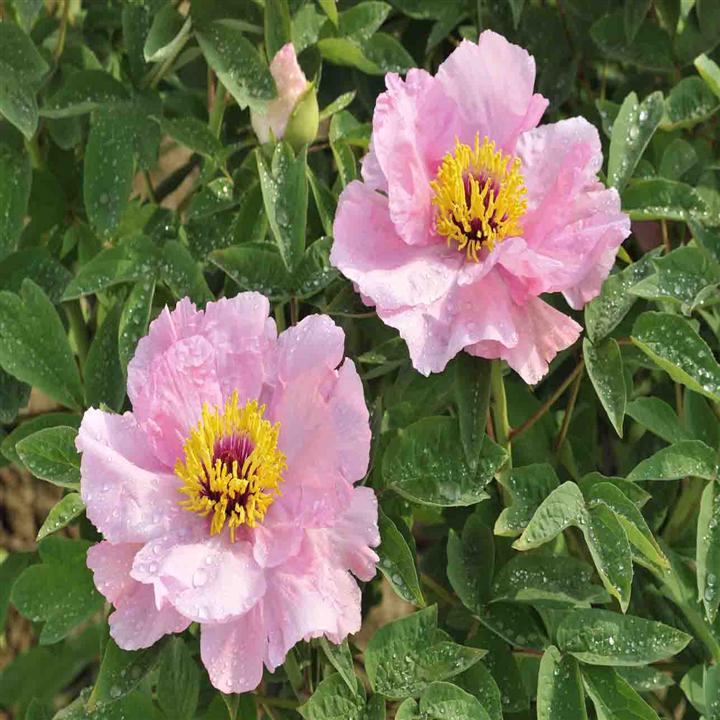 菏泽牡丹