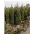 河南蜀桧批发|价格|供应|种植|基地 