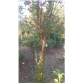 河南紫薇批发|价格|供应|种植|基地|小苗 
