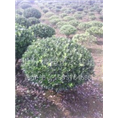 河南大叶黄杨球出售@基地@批发
