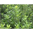 出售河南大叶黄杨/大叶黄杨价格
