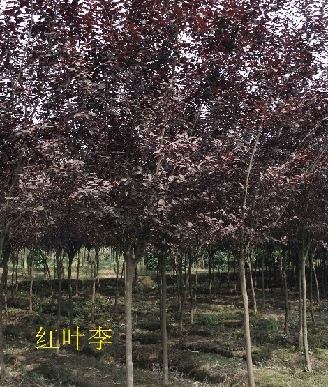 洛阳红叶李出售@种植@价格@基地