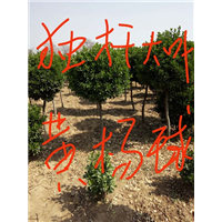 河南独杆大叶黄杨球销售@批发 