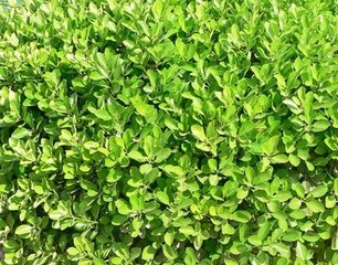 河南大叶黄杨直销/大叶黄杨批发