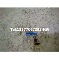 广西泥鳅水花苗 