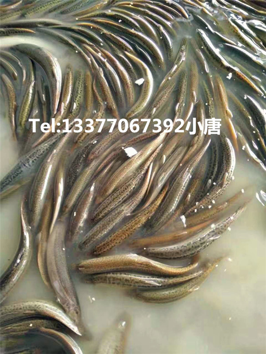 广西泥鳅应该怎么样过冬，广西泥鳅苗批发 
