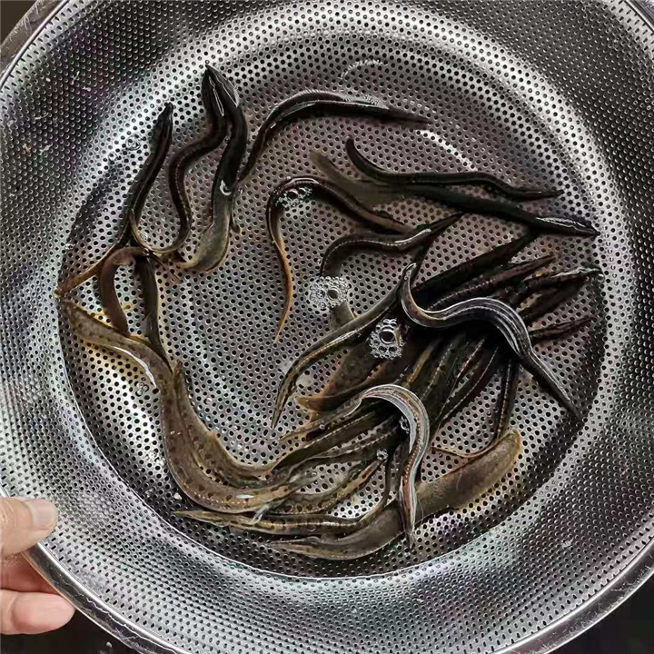 百色泥鳅种苗 