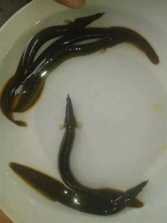 贵州泥鳅苗 