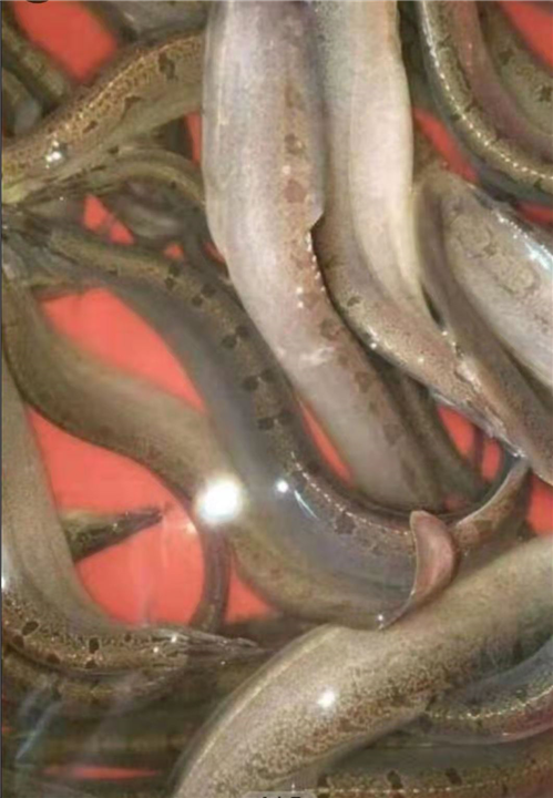 北海商品泥鳅苗批发 