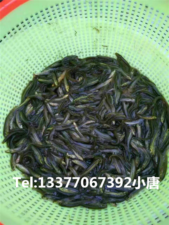 广西泥鳅寸苗供应 