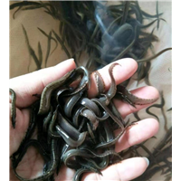 贵州泥鳅种苗 