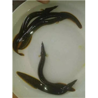 玉林优良泥鳅苗 