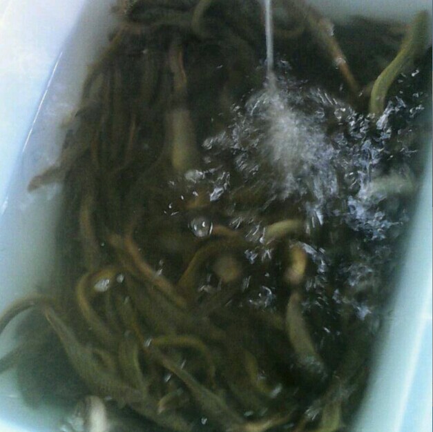 广西泥鳅苗价格|广西台湾泥鳅苗 