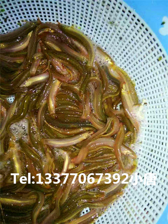 广西泥鳅孵化场|广西泥鳅养殖 