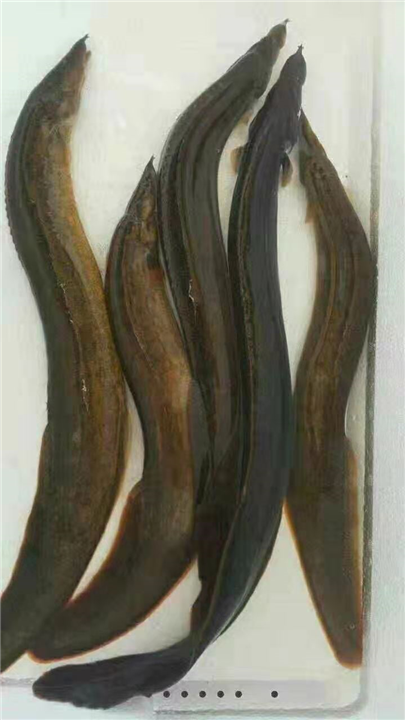 杂交泥鳅苗 