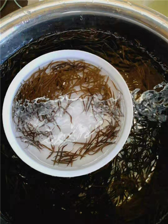 广东泥鳅苗批发 