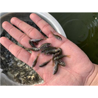 桂林鱼种苗批发