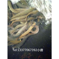 广西泥鳅：泥鳅炖豆腐能对付肝硬化 
