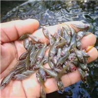 江西禾花鱼苗