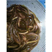 桂林泥鳅养殖场 