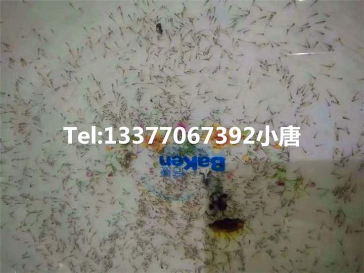 广西泥鳅水花苗 