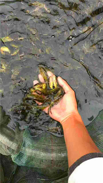 黄颡鱼 