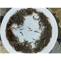 贵州泥鳅苗批发 